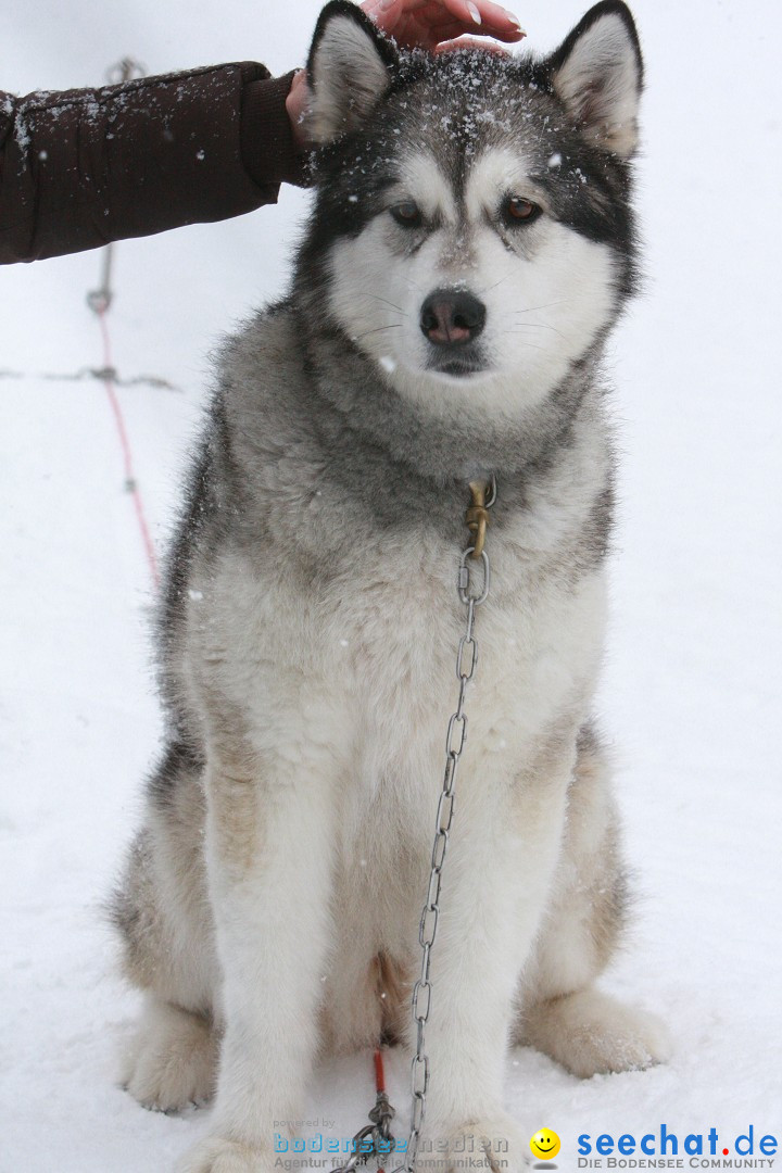 Schlittenhunderennen: Todtmoos im Schwarzwald, 24.02.2013