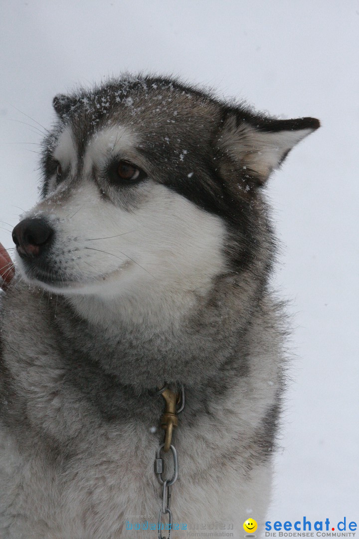 Schlittenhunderennen: Todtmoos im Schwarzwald, 24.02.2013