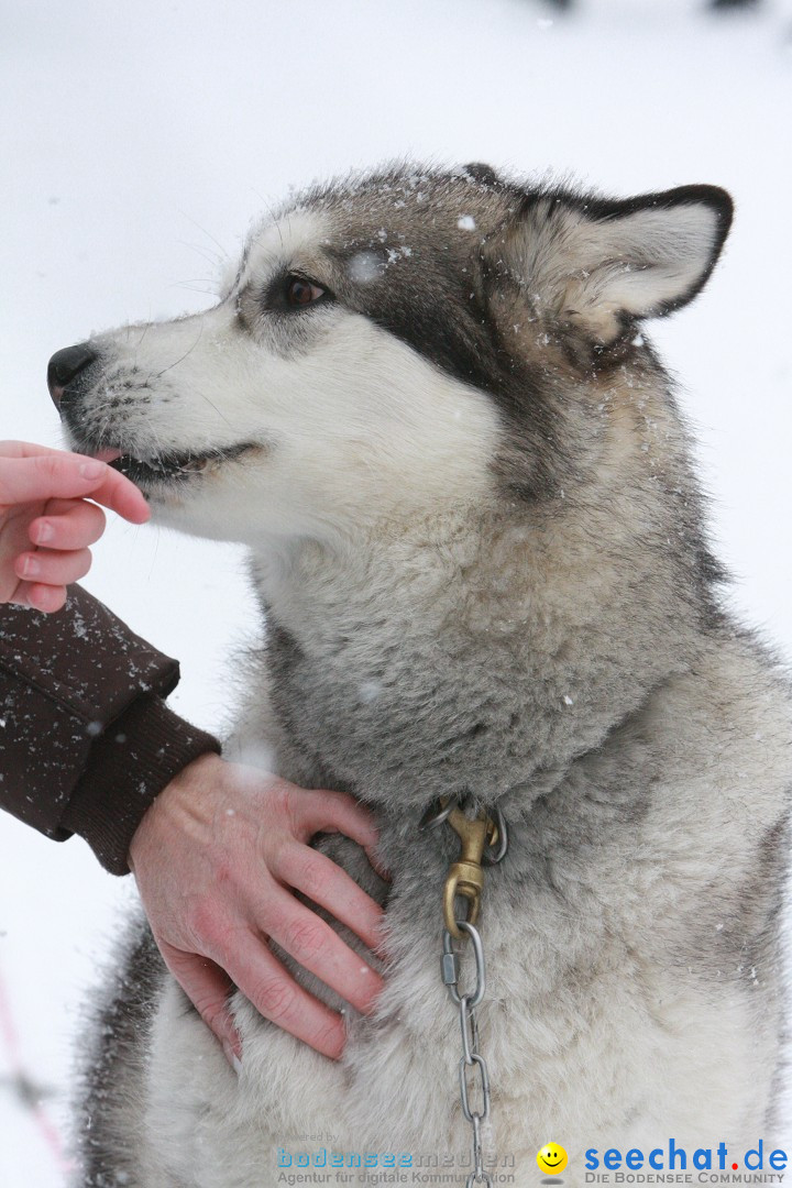 Schlittenhunderennen: Todtmoos im Schwarzwald, 24.02.2013