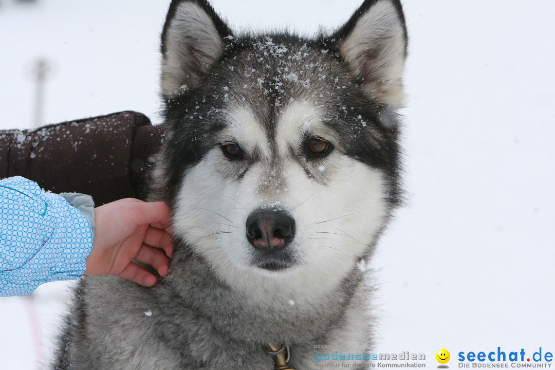 Schlittenhunderennen: Todtmoos im Schwarzwald, 24.02.2013