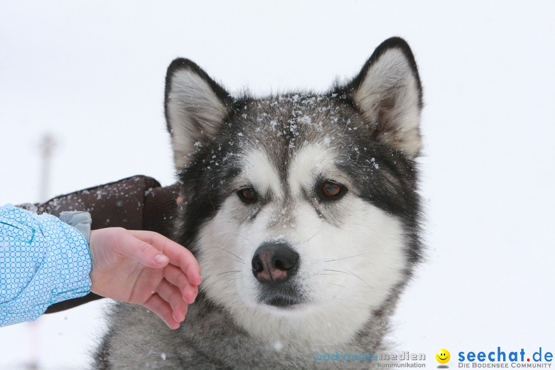 Schlittenhunderennen: Todtmoos im Schwarzwald, 24.02.2013