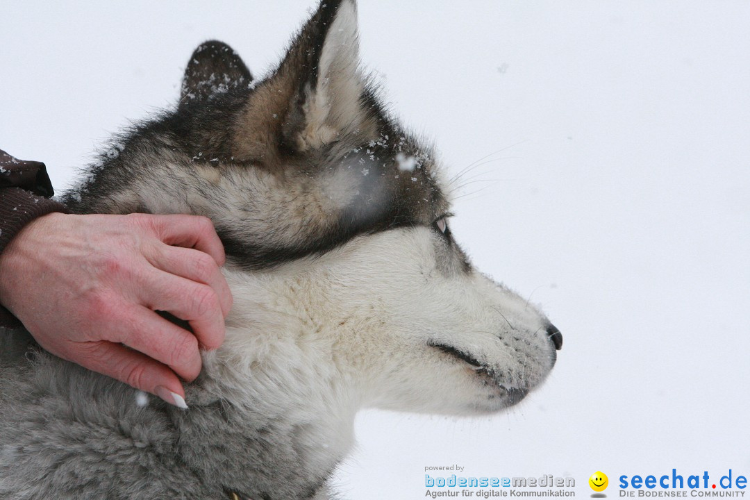 Schlittenhunderennen: Todtmoos im Schwarzwald, 24.02.2013