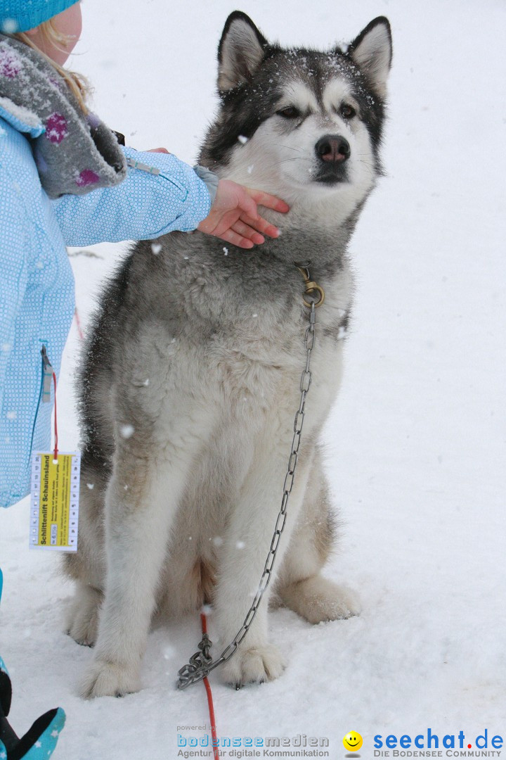 Schlittenhunderennen: Todtmoos im Schwarzwald, 24.02.2013