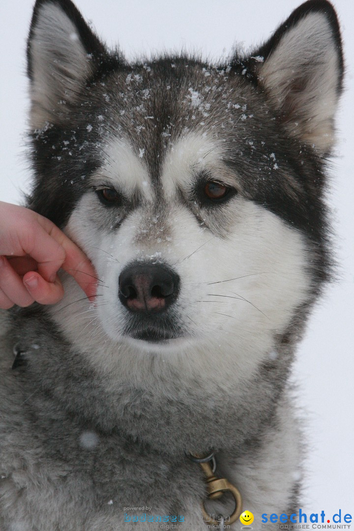 Schlittenhunderennen: Todtmoos im Schwarzwald, 24.02.2013