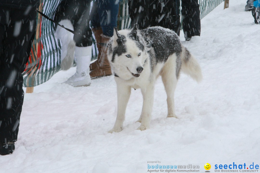 Schlittenhunderennen: Todtmoos im Schwarzwald, 24.02.2013