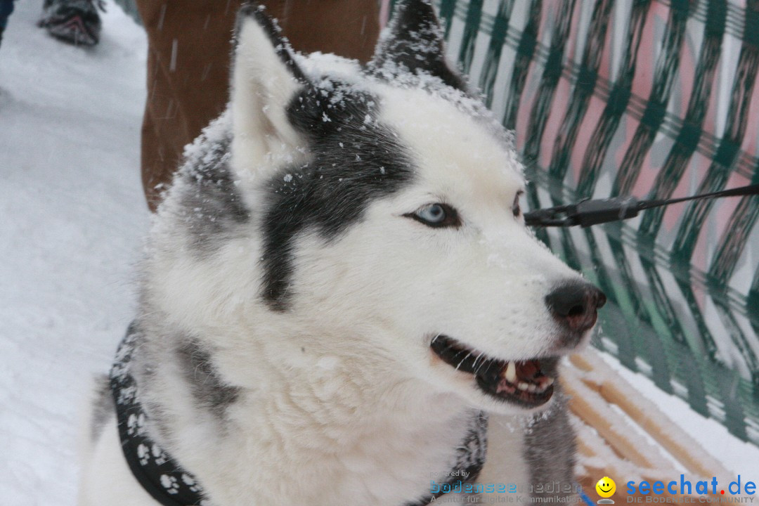 Schlittenhunderennen: Todtmoos im Schwarzwald, 24.02.2013