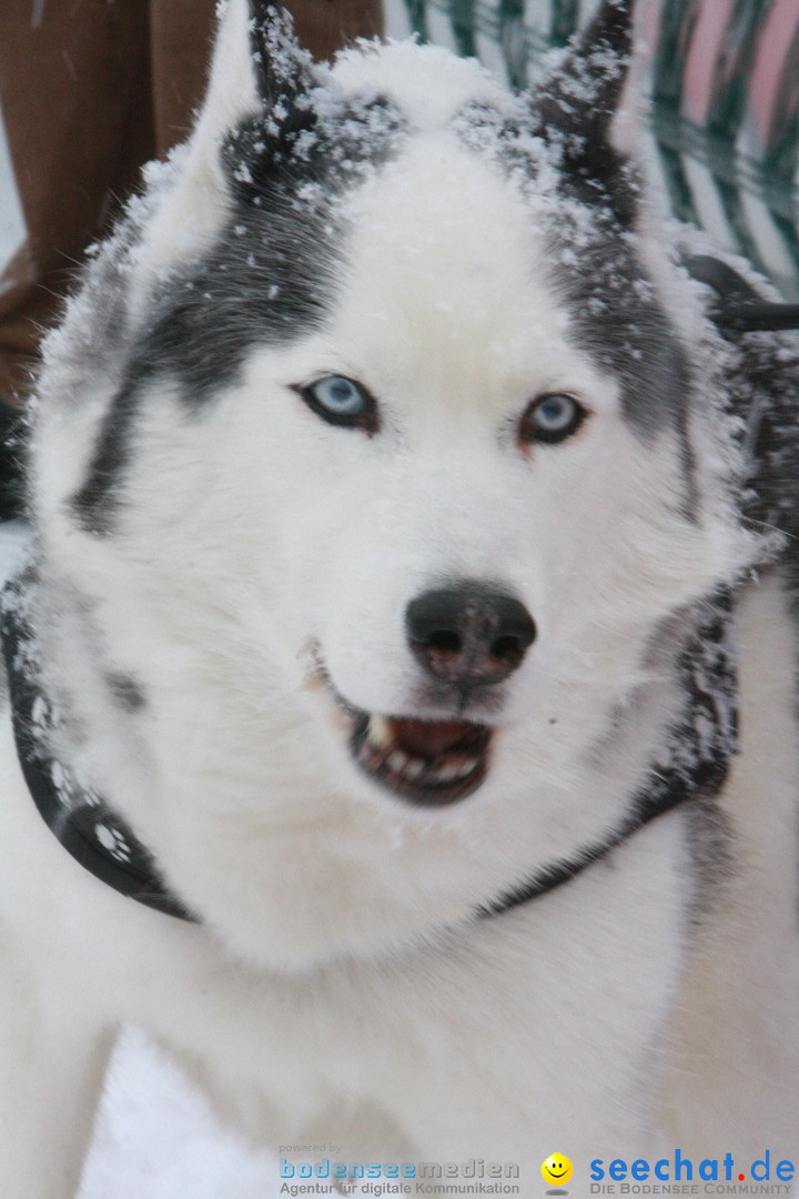 Schlittenhunderennen: Todtmoos im Schwarzwald, 24.02.2013