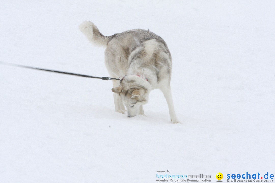 Schlittenhunderennen: Todtmoos im Schwarzwald, 24.02.2013