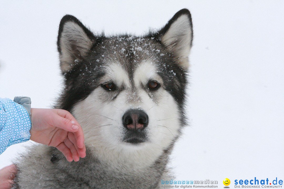 Schlittenhunderennen: Todtmoos im Schwarzwald, 24.02.2013