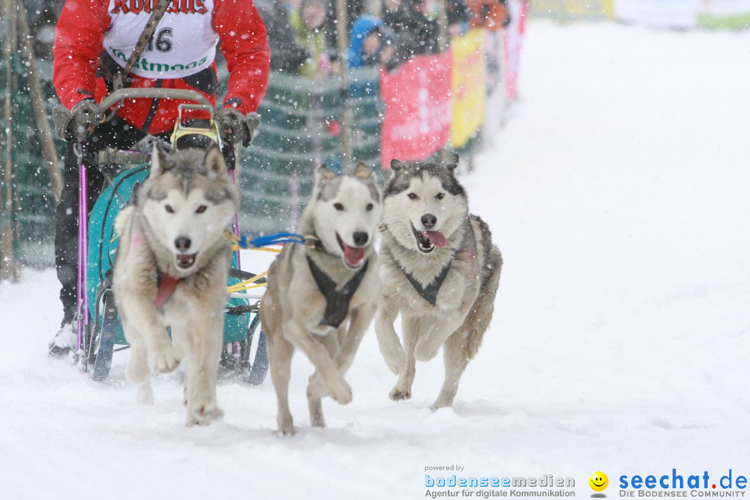 Schlittenhunderennen: Todtmoos im Schwarzwald, 24.02.2013