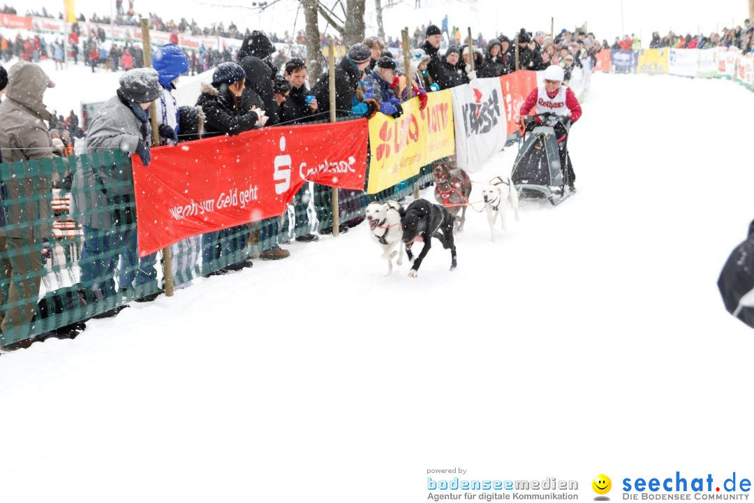 Schlittenhunderennen: Todtmoos im Schwarzwald, 24.02.2013