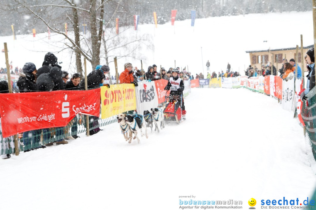 Schlittenhunderennen: Todtmoos im Schwarzwald, 24.02.2013