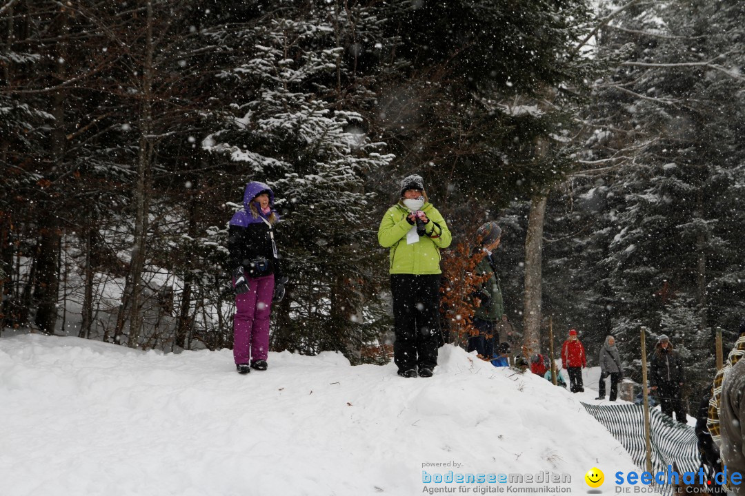 Schlittenhunderennen: Todtmoos im Schwarzwald, 24.02.2013