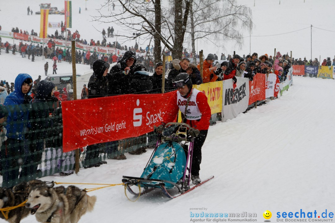 Schlittenhunderennen: Todtmoos im Schwarzwald, 24.02.2013