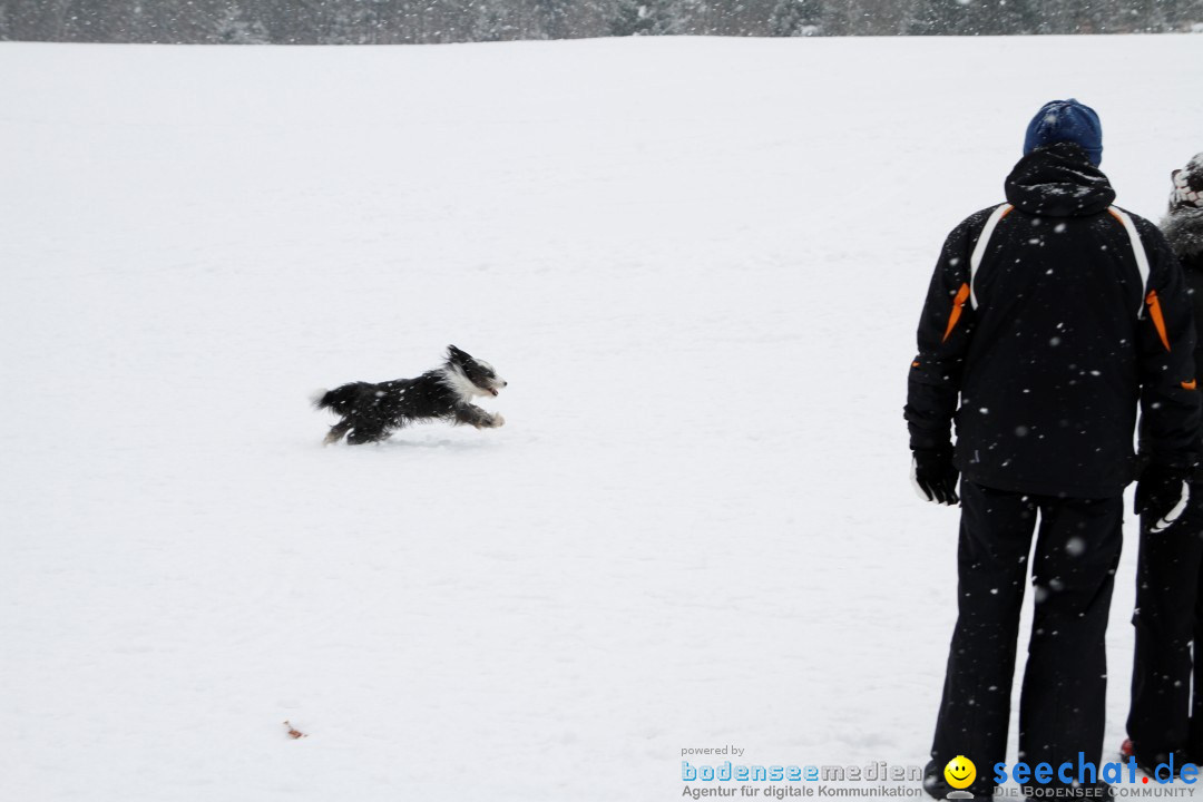 Schlittenhunderennen: Todtmoos im Schwarzwald, 24.02.2013