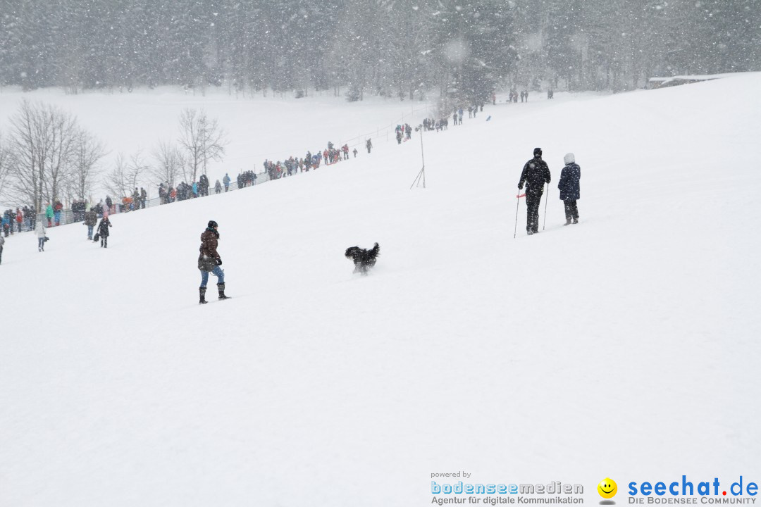 Schlittenhunderennen: Todtmoos im Schwarzwald, 24.02.2013