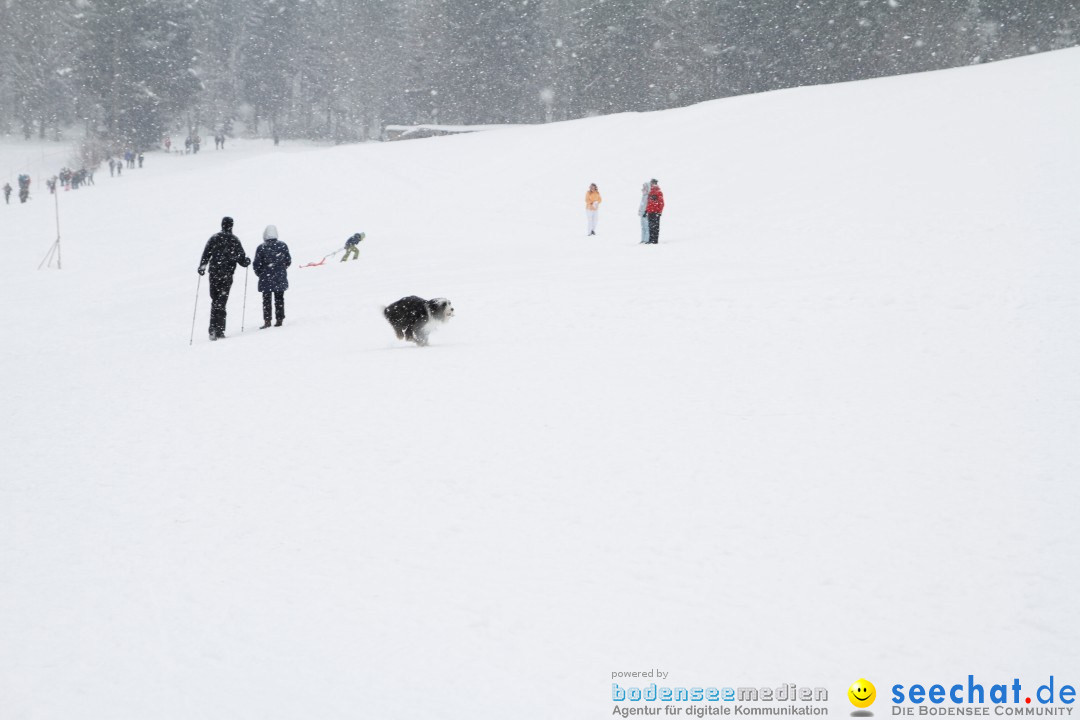 Schlittenhunderennen: Todtmoos im Schwarzwald, 24.02.2013