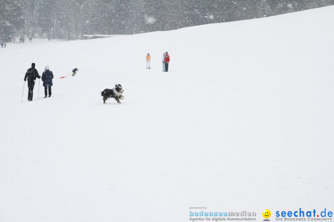 Schlittenhunderennen: Todtmoos im Schwarzwald, 24.02.2013