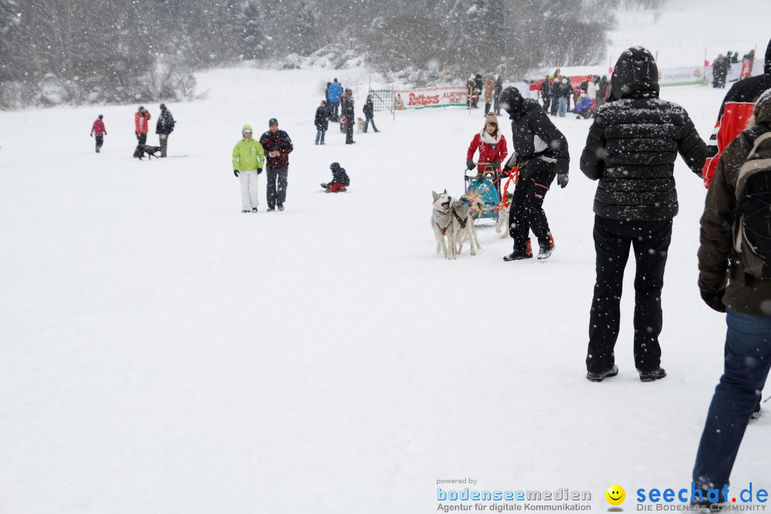 Schlittenhunderennen: Todtmoos im Schwarzwald, 24.02.2013