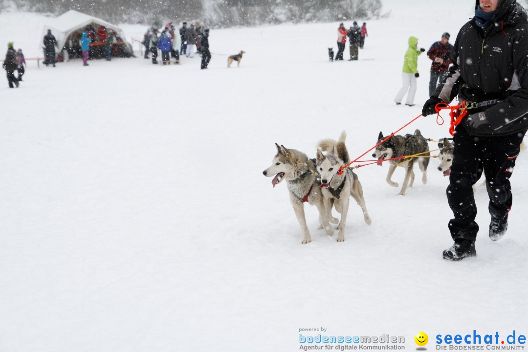 Schlittenhunderennen: Todtmoos im Schwarzwald, 24.02.2013