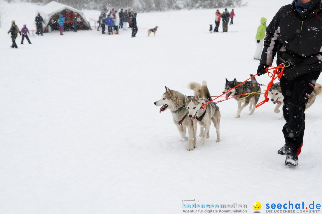 Schlittenhunderennen: Todtmoos im Schwarzwald, 24.02.2013