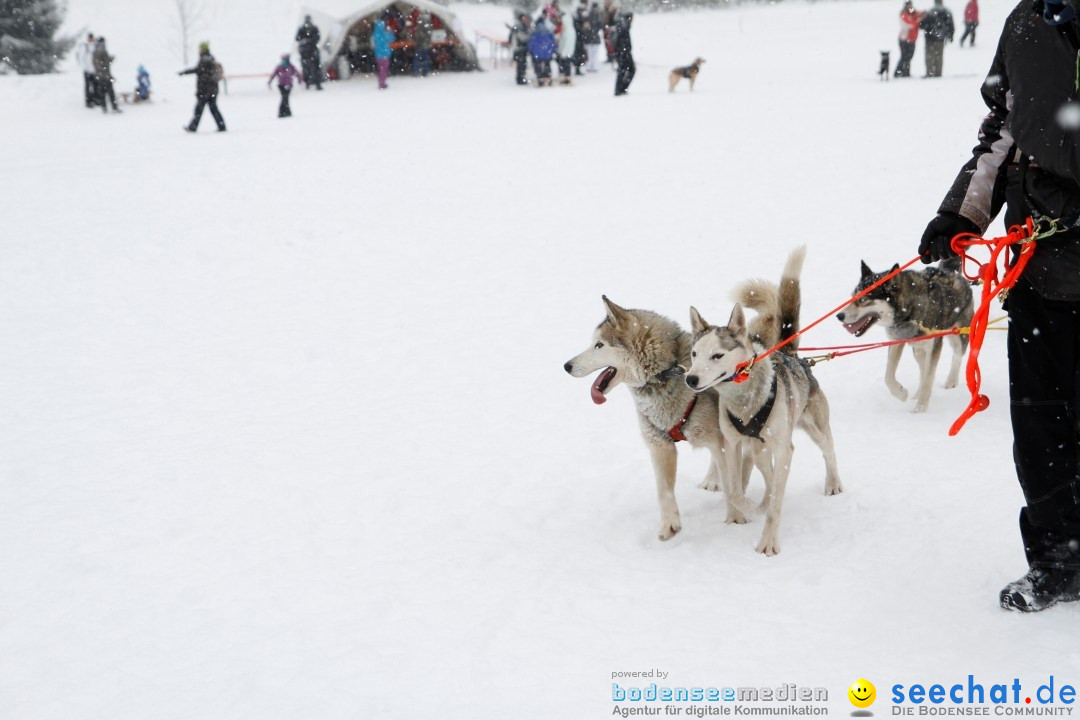 Schlittenhunderennen: Todtmoos im Schwarzwald, 24.02.2013