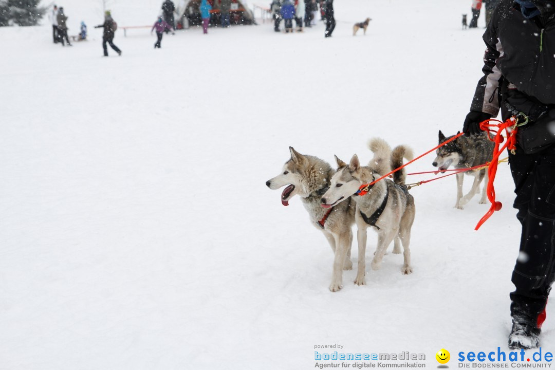 Schlittenhunderennen: Todtmoos im Schwarzwald, 24.02.2013