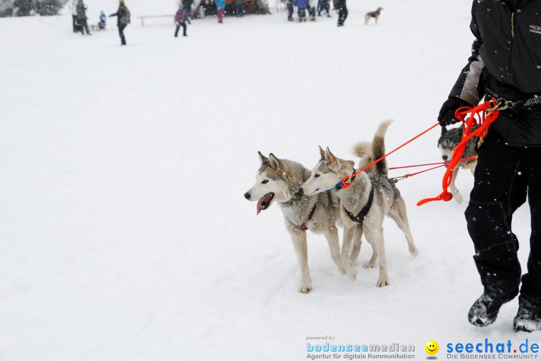 Schlittenhunderennen: Todtmoos im Schwarzwald, 24.02.2013