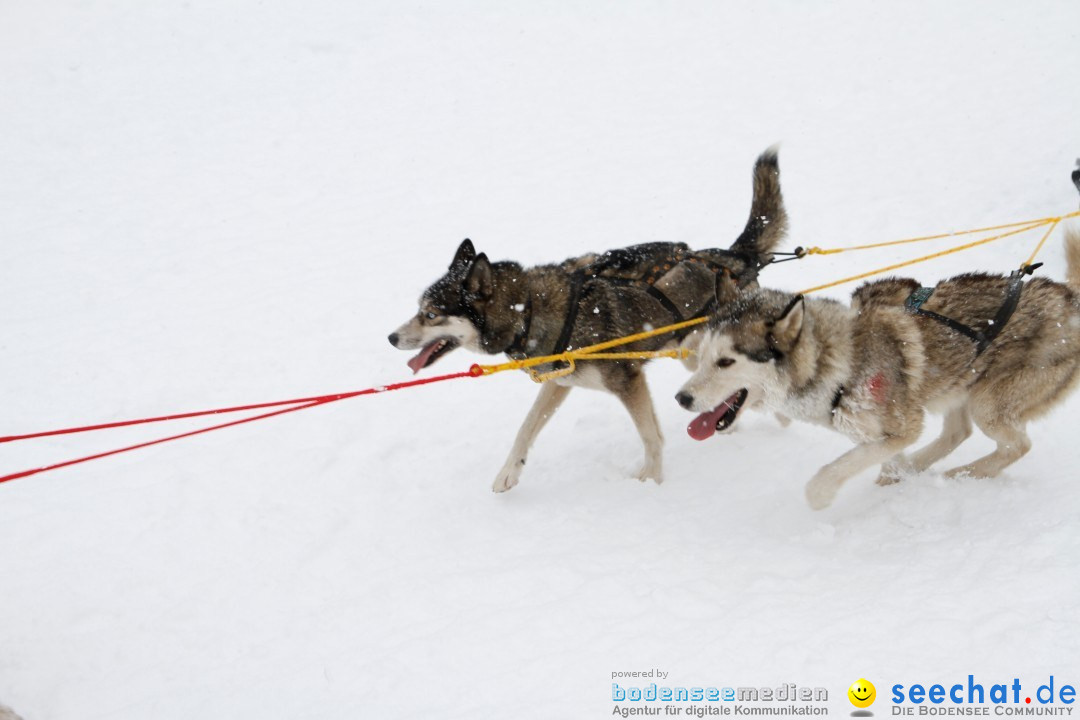 Schlittenhunderennen: Todtmoos im Schwarzwald, 24.02.2013