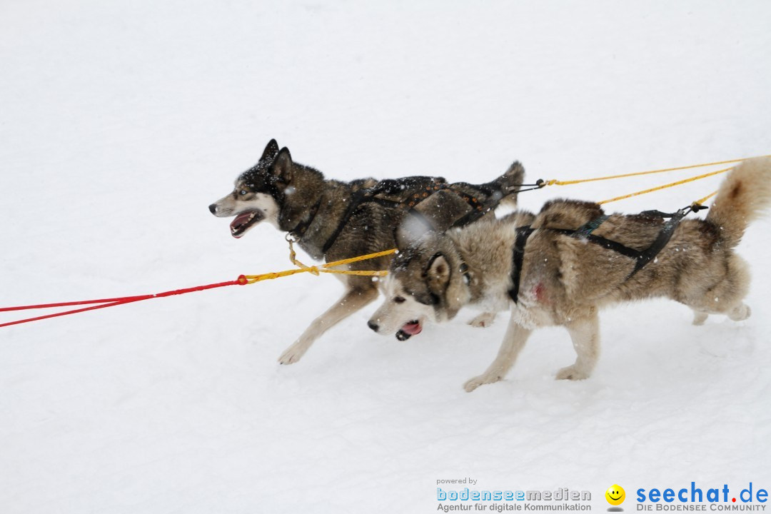 Schlittenhunderennen: Todtmoos im Schwarzwald, 24.02.2013