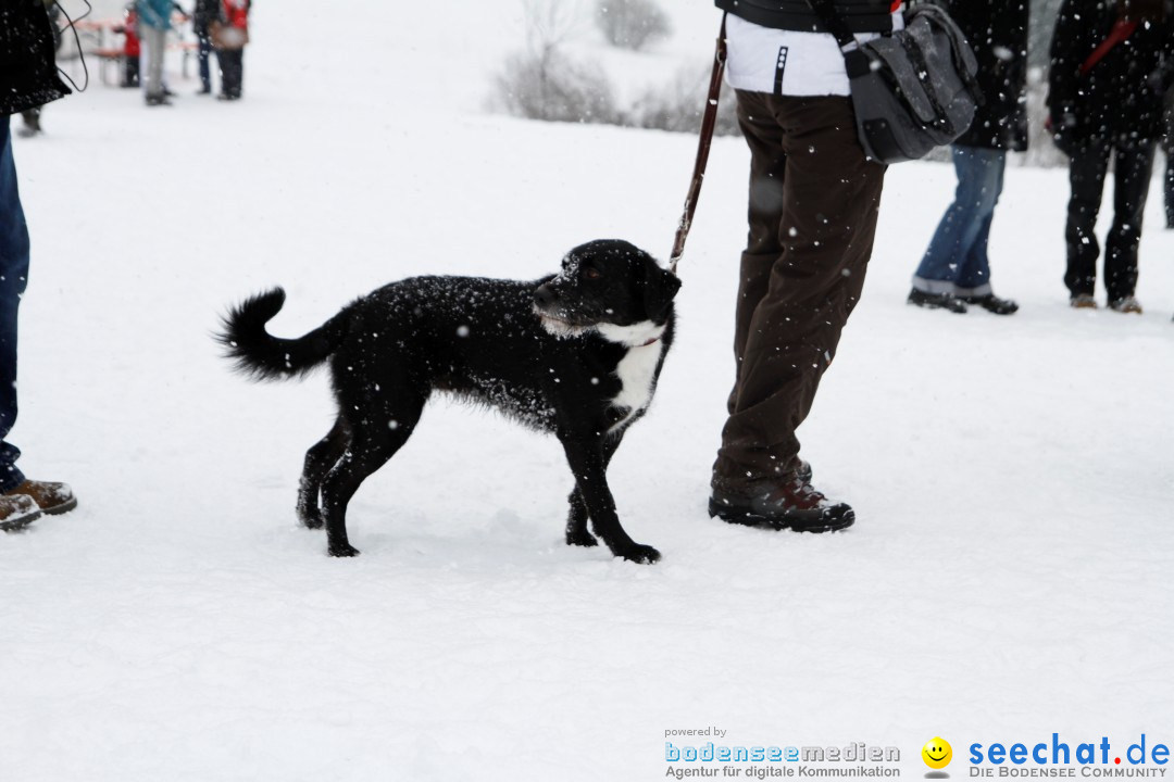 Schlittenhunderennen: Todtmoos im Schwarzwald, 24.02.2013