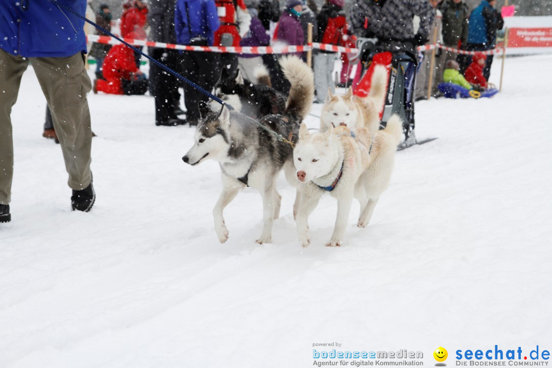 Schlittenhunderennen: Todtmoos im Schwarzwald, 24.02.2013