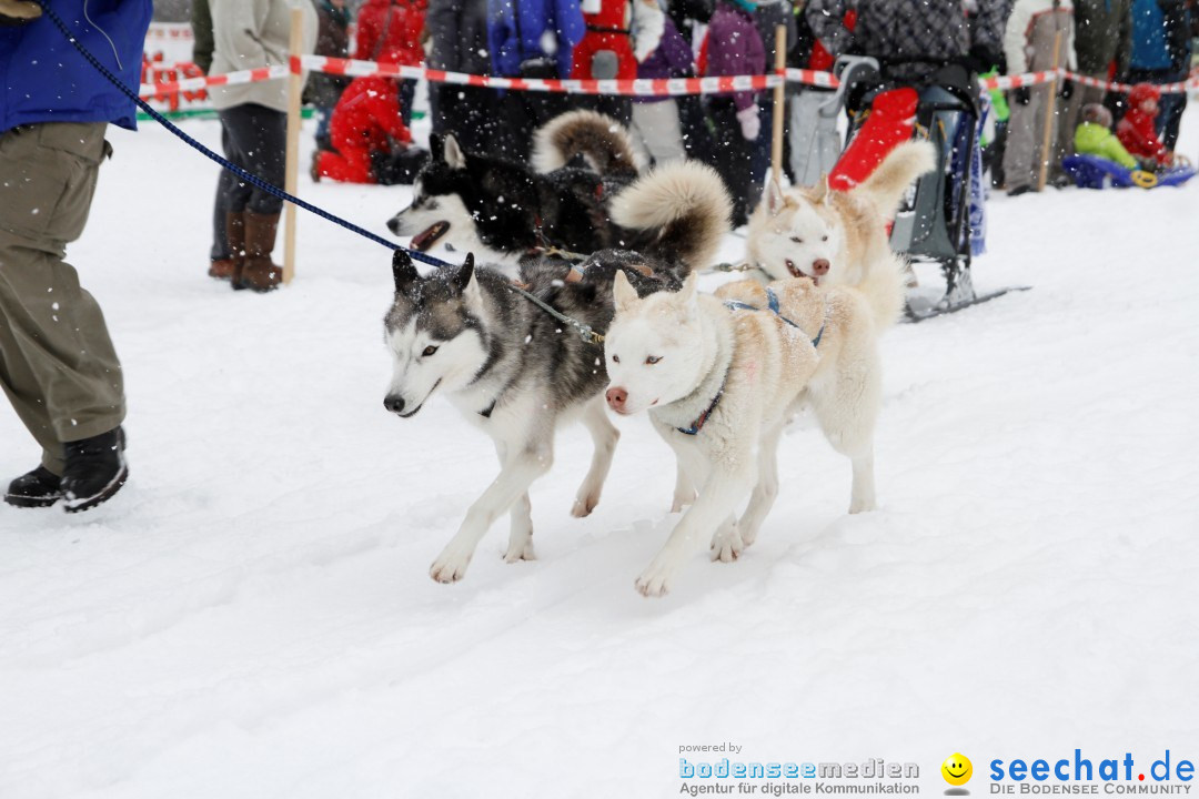 Schlittenhunderennen: Todtmoos im Schwarzwald, 24.02.2013