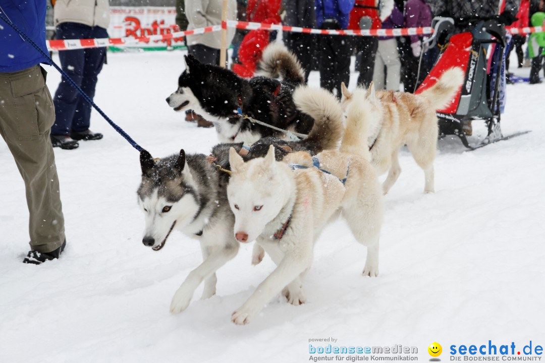 Schlittenhunderennen: Todtmoos im Schwarzwald, 24.02.2013