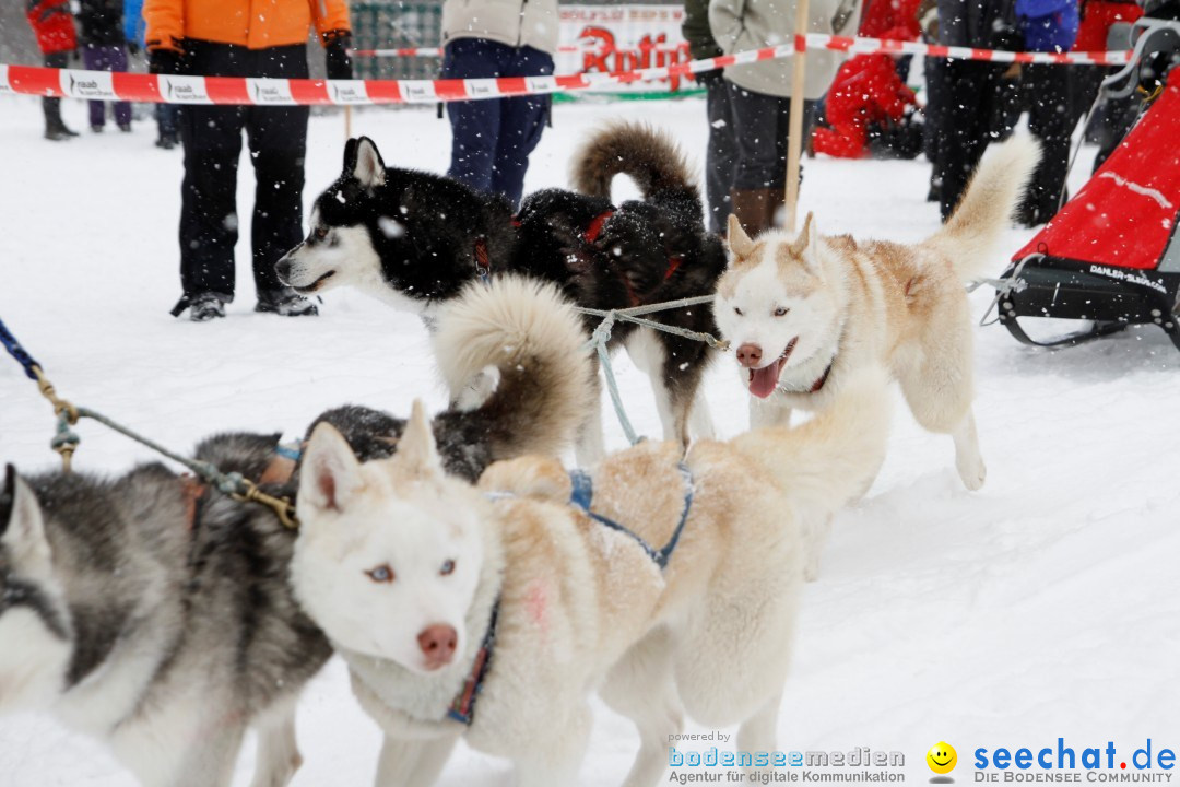 Schlittenhunderennen: Todtmoos im Schwarzwald, 24.02.2013