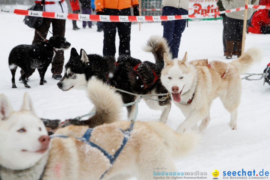 Schlittenhunderennen: Todtmoos im Schwarzwald, 24.02.2013