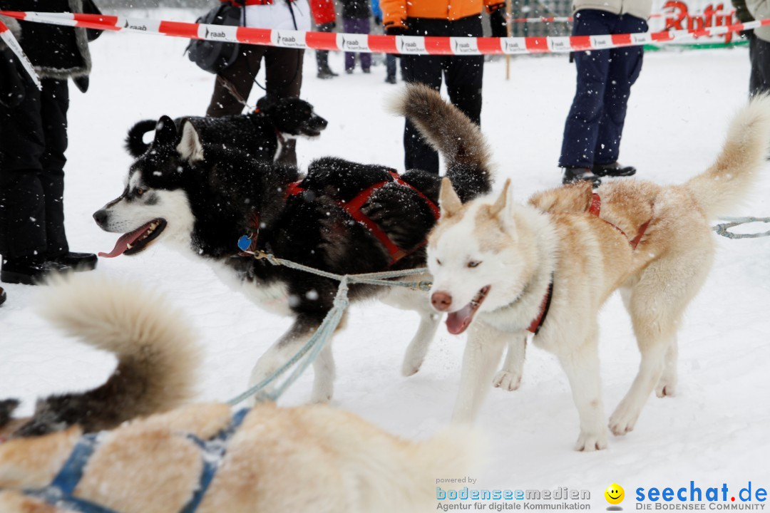 Schlittenhunderennen: Todtmoos im Schwarzwald, 24.02.2013