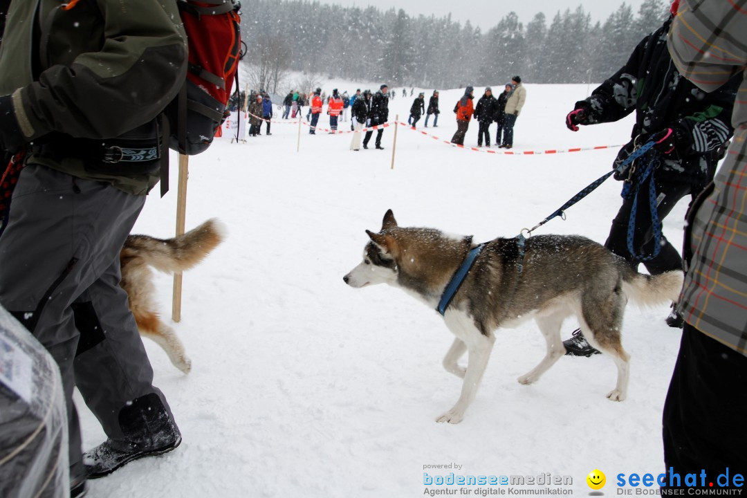 Schlittenhunderennen: Todtmoos im Schwarzwald, 24.02.2013