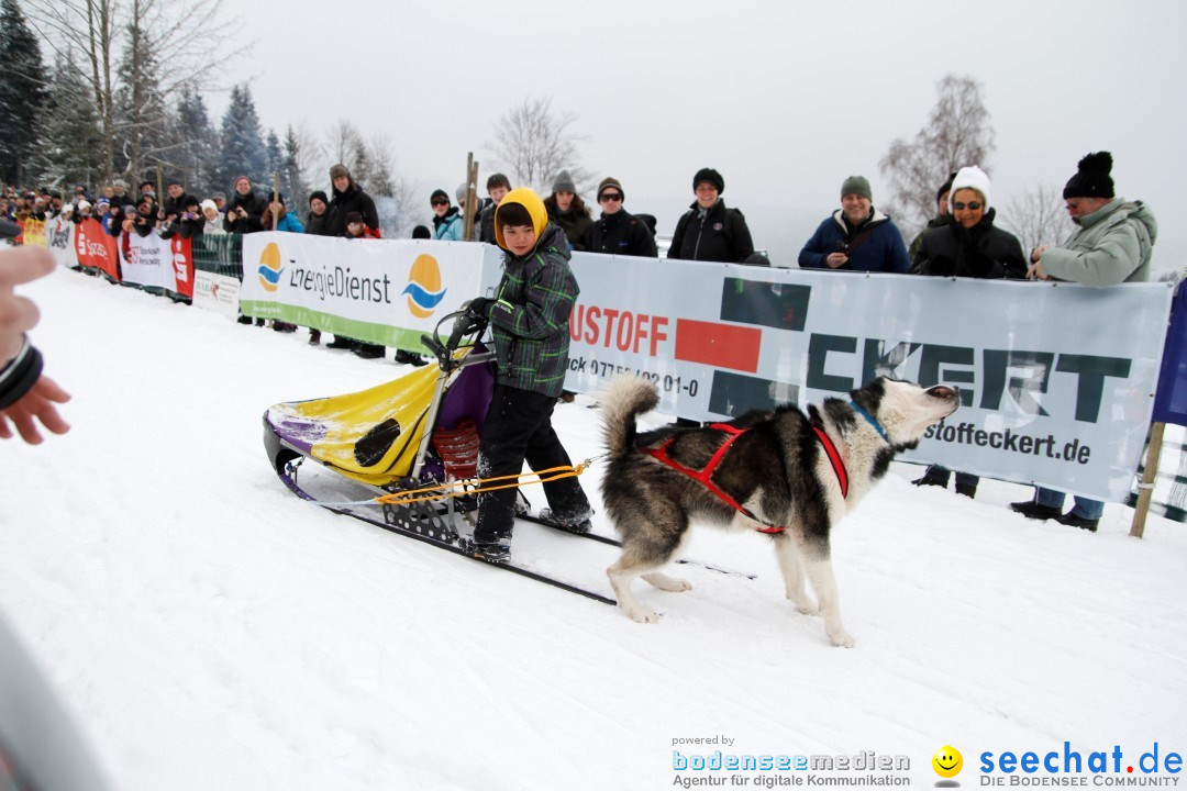 Schlittenhunderennen: Todtmoos im Schwarzwald, 24.02.2013