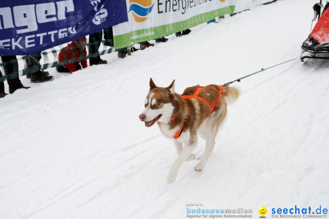 Schlittenhunderennen: Todtmoos im Schwarzwald, 24.02.2013