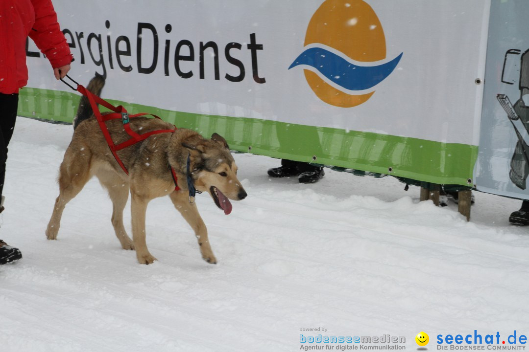 Schlittenhunderennen: Todtmoos im Schwarzwald, 24.02.2013