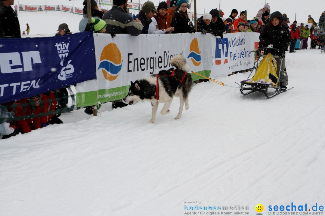 Schlittenhunderennen: Todtmoos im Schwarzwald, 24.02.2013