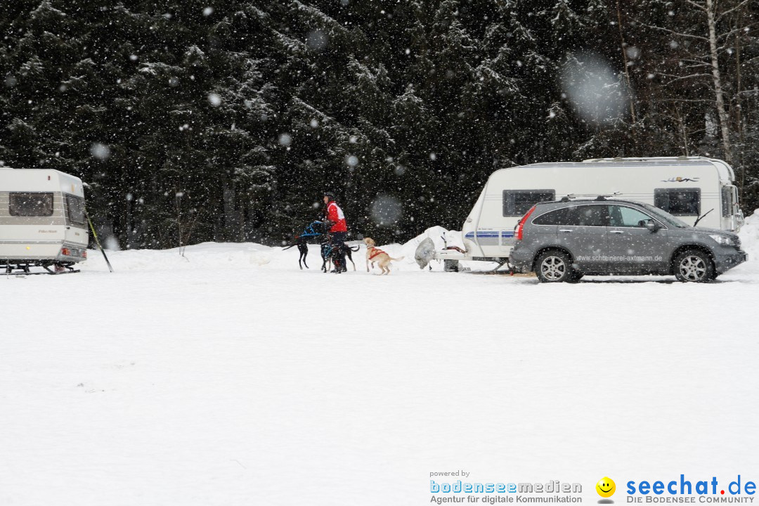 Schlittenhunderennen: Todtmoos im Schwarzwald, 24.02.2013