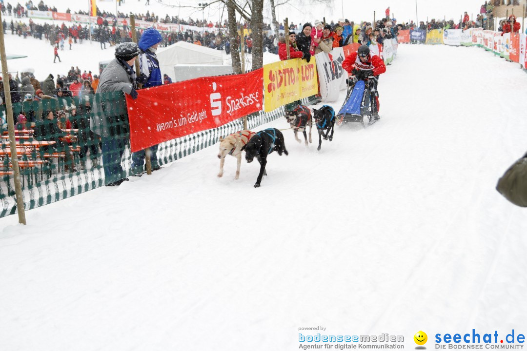 Schlittenhunderennen: Todtmoos im Schwarzwald, 24.02.2013