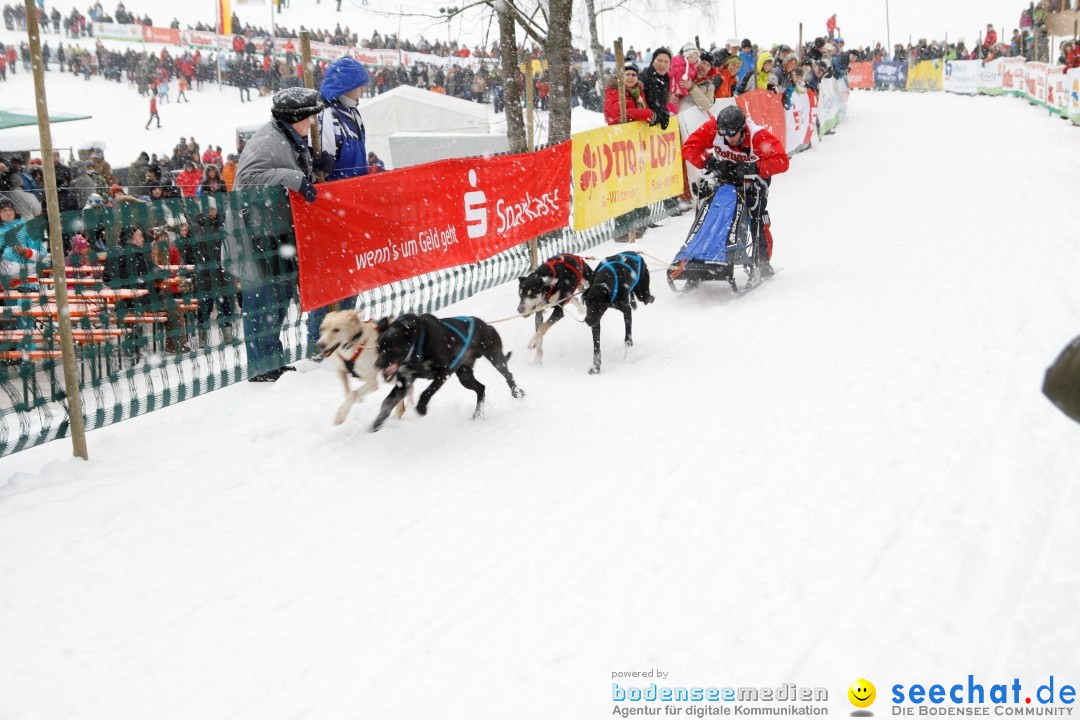 Schlittenhunderennen: Todtmoos im Schwarzwald, 24.02.2013