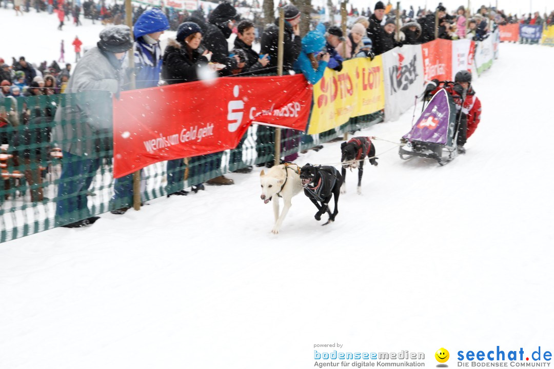 Schlittenhunderennen: Todtmoos im Schwarzwald, 24.02.2013