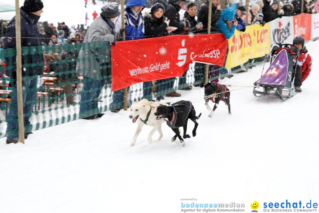 Schlittenhunderennen: Todtmoos im Schwarzwald, 24.02.2013