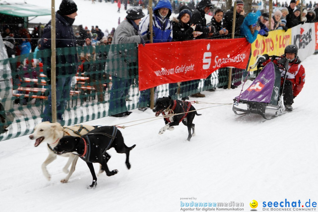 Schlittenhunderennen: Todtmoos im Schwarzwald, 24.02.2013