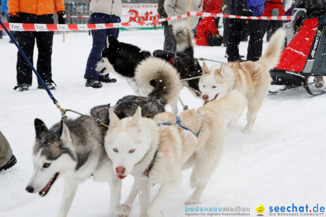 Schlittenhunderennen: Todtmoos im Schwarzwald, 24.02.2013