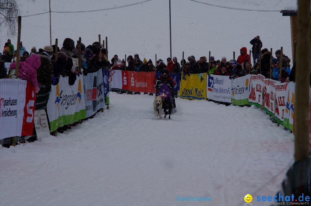 Schlittenhunderennen: Todtmoos im Schwarzwald, 24.02.2013